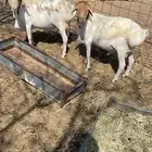 للبيع طليان برابر مربا شهرين