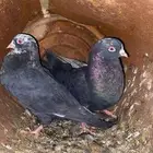 حمام البيع