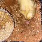 حيوان بطه للبيع