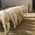 طليان للبيع