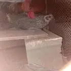 دجاج للبيع كفوا