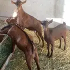 اربع تيوس للبيع
