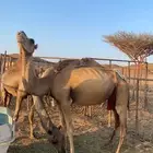 ناقه خواره وا ولدها