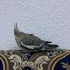 طاير كروان للبيع