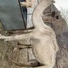 ناقه للبيع تلقح ب الثاني