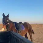 فرس انقليزيه