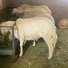 طليان للبيع