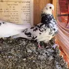 حمام