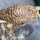 السلام عندي اليوم شبوط باشك وحش طلح اليوم