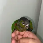 كنيور بلاك كاب نوادر وبسعر معقول