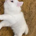 قطه شيرازي