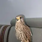 باشق ابو راس ابيض فرخ يهد مدرب مسيوم ب80