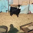 تيس فحل عارضي الموقع الصلصله