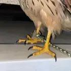 سلام عليكم عرضنا اليوم الشبوط وحش طرح اليوم