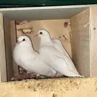 حمام صنعاوي