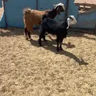تيس وجفره الموقع الصلصله