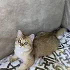 احتاج قط ذكر للتزاوج مجانا  مستعجل