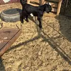 تيس ورخل الموقع الصلصله