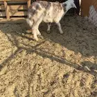 خروف ذبيحه الموقع الصلصله