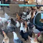 البيع دجاج بلدي مشكل