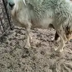 البيع نعجه تامه مقروعه السن موضح في الصوره