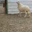 خروف اصفر فل