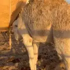 بكره لبانيه