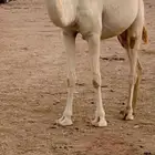 بكره كفو لقيه ابوها بعير رميزان الصخابره