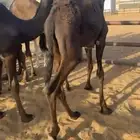 11 قعود مجهم طيبه بالحيلل