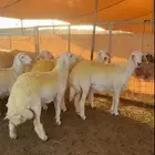 رخال تأسيس مراح حري