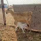 عنز بيشية برصا ( تم البيع )