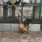 ديك حباحب تايقر ملكي