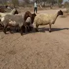 نعيم مواليد تم البيع