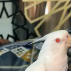 كروان البينو