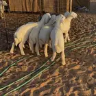 بهم تربية جبر
