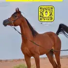 مهره ( واهو ) بطولات