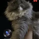 قطه لها شهر ضايعه