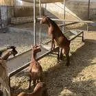 للبيع تيس محايلي
