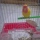 ببغاء روز
