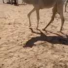 البكره الوضحا الكفوو