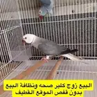 زوجين دره جاهزين للانتاج
