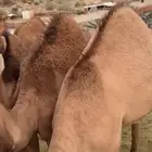 قعدان لباني