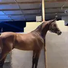 حصان للبيع