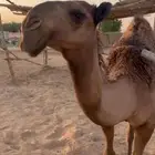بكره صفرا