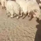 رخال نعيم تم البيع