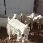 للبيع معزاء مطورات