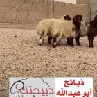 متوفر جميع الذبايح البرية (خروف - رخل - حري - تيس )