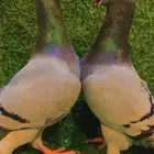 حمام هومر