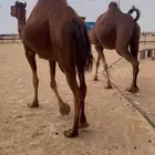 سواحل حمر ملاقي