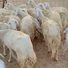 ضان مقاني صنف ولد